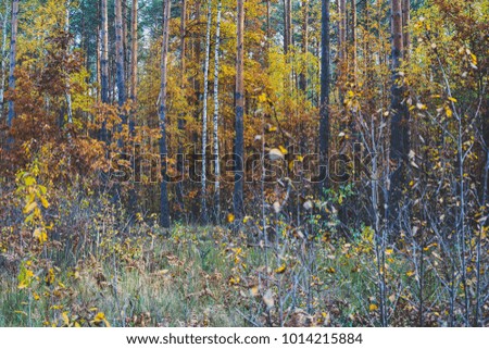 Autumn forest background. Ukraine
