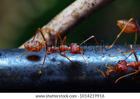 close up picture of red ant 