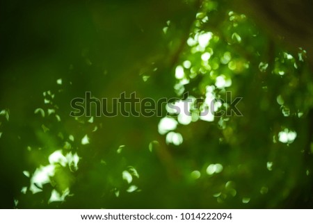 Blurred green leaves, bokeh light background