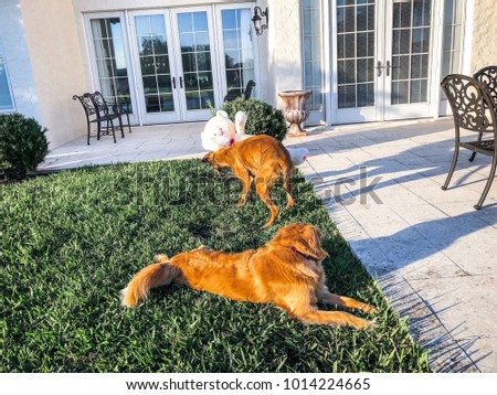 two dogs play with a teddy bear in the yard of their home