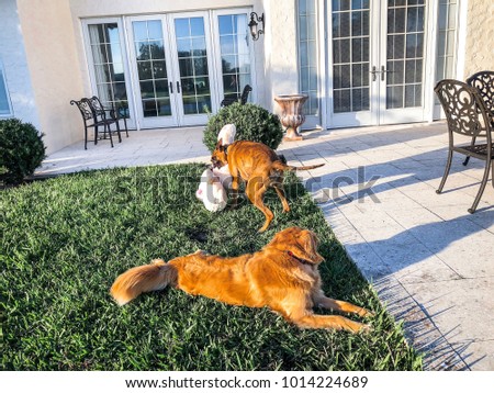 two dogs play with a teddy bear in the yard of their home