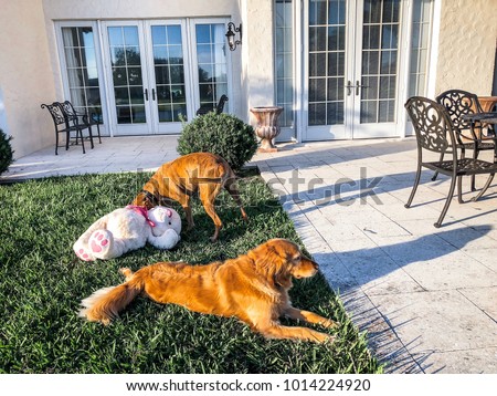 two dogs laying in the grass 