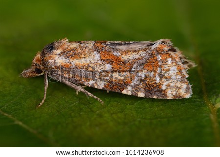 Aethes piercei moth in the family Tortricidae. Sitting on a green leaf.