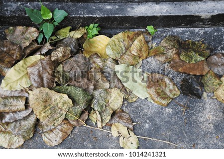 dry and fresh green leaves on concrete street floor surface on the ground.