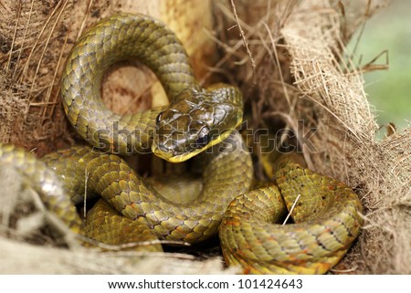 Neotropical bird snake (Pseustes poecilonotus)
