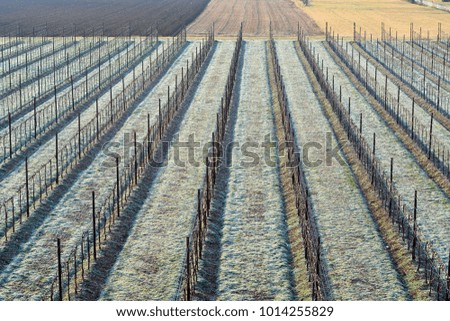The Italian vineyards have been prepared and fertilized
