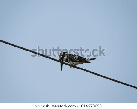 bird sitting on wire with blue background