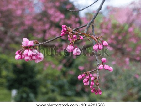 Paya serkrong, Prunus cerasoides or Thai cherry blossom in Chiang Mai, Thailand