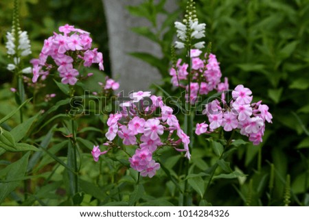 phlox - pink and white flower