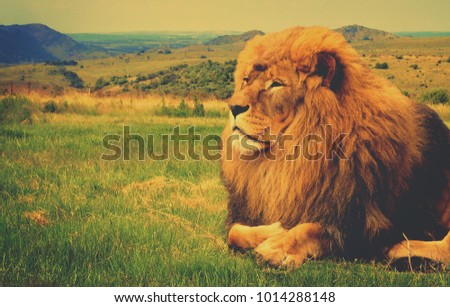 Matte vintage. Background. Wildlife in Africa. Stunning lion in African savannah with hills in background. Close up. Amazing landscape. African safari. Traveling to National Parks