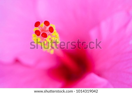 close up of pollen, stamen and pistil, pink  hibiscus flowers, selective focus, abstract natural flowers background.