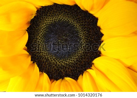flower of the sunflower decorative