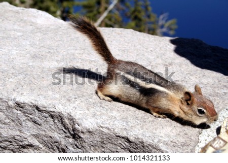 Chipmunk searching food in the Crater Lake National Park, Oregon, USA