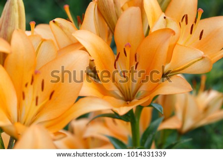 There are many orange lilies in the garden.