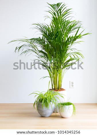 bright living room with houseplants on the floor, areca palm, spider plant and rhipsalis cactus, indoor plants Royalty-Free Stock Photo #1014345256
