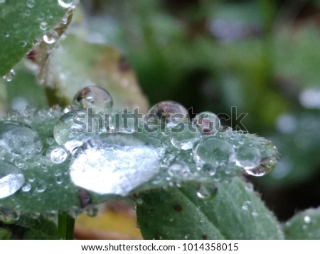 Magic harvest time; macro drop of water; reflection in a drop of water; a drop of water on a blade of grass; fluid drop