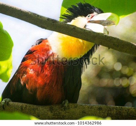 The green-billed toucan (Ramphastos dicolorus), or red-breasted toucan,  found in  Brazil, Pantanal of Bolivia, Paraguay thirsty and with opened mouth from the heat. 