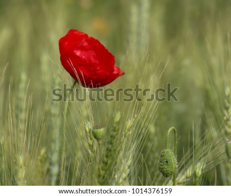 A close up view of  an Isolated Poppy flower in a green wheat field 