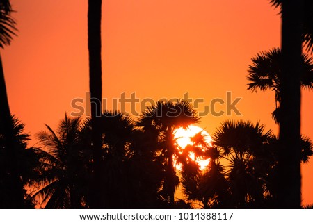 Silhouette of Sundown with tree palms.