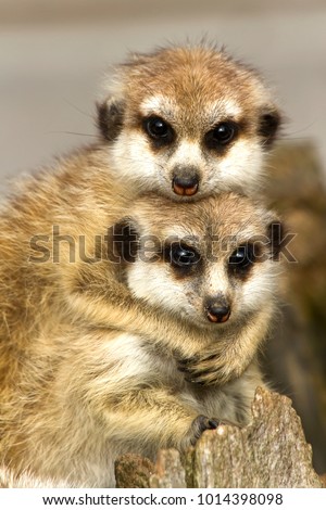 A pair of Slender-tailed Meerkats cuddle as they both keep a watchful eye on their surroundings.