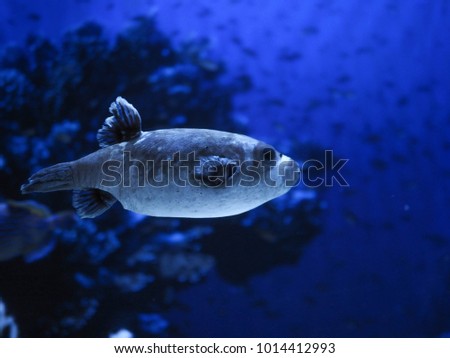 bright tropical fish swim in an aquarium