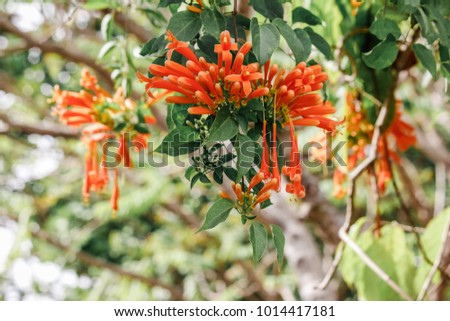 Soft focus on orange color flowers, Pyrostegia venusta, flame vine or orange trumpet vine in bright day with blurred background and copy space,Fresh Nature flower background concept,Selective Focus.