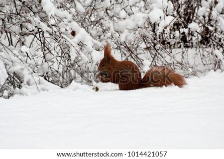 adorable little red squirrel running on white snow