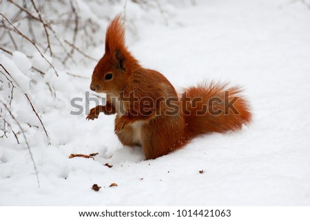 adorable little red squirrel running on white snow