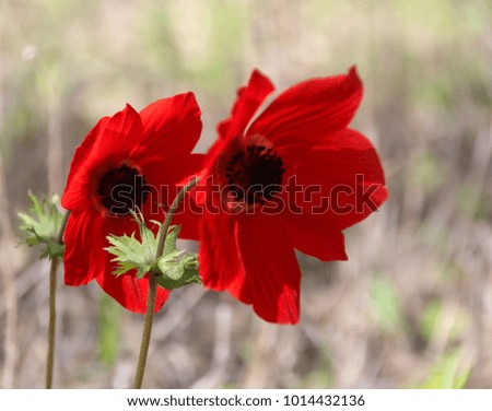 Close up view of two beautiful red wild Anemones bending with the wind. Shokeda Forest, South West Israel