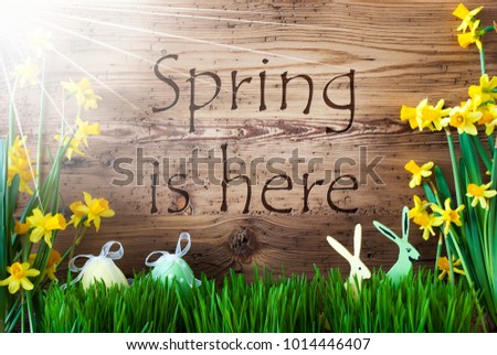 Sunny Easter Decoration, Gras, Text Spring Is Here