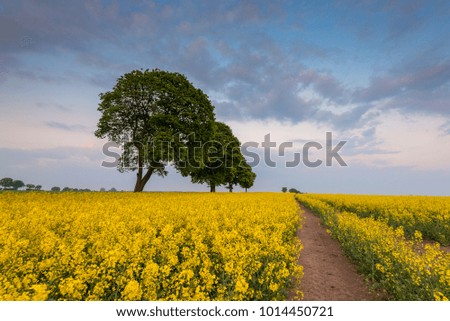 Yellow rape field in the evening. Spring time. Poland
