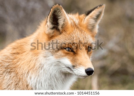 Red Fox Face Close Up in A Green Nature Background 