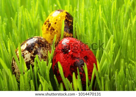 Closeup of Colorful Easter Eggs on Green grass with dew.Quail colored eggs.Closeup.Selective focus.Copy space.Easter backgroud