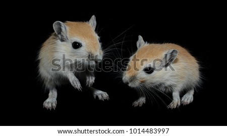 Two cute gerbiles on black background