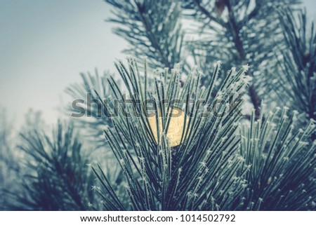 Bitcoin in the background of a coniferous tree