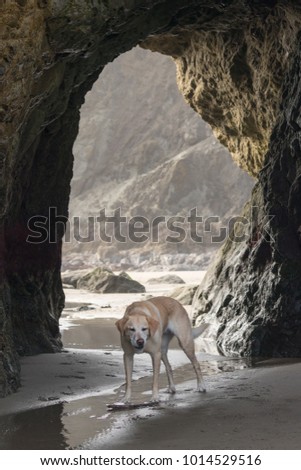 Dog standing in rock arch at beach