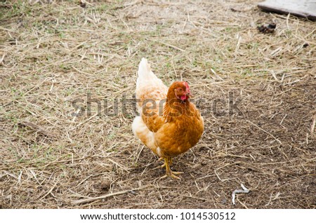 Chicken looking for food in a stable