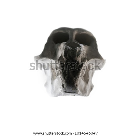 A Skull of An Ape