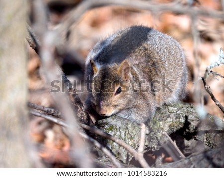 Close up wildlife photograph of an eastern common gray squirrel relaxing and laying down flat on a branch of a tree in the woods with twigs and leaves in the background.