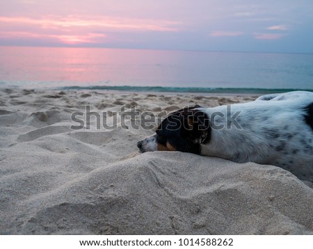 Black and white indigenous dogs relaxing and resting, lying on the sand at the beach on summer vacation holidays, ocean shore behind sunset at Surin Beach Resort, Phuket, Thailand.