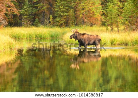 Moose in Grand Teton National Park wading and eating in a field and a wading in a beaver pond in the Forrest