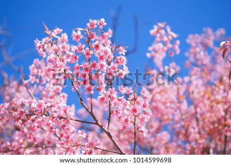 Beautiful of pink sukura flower on blue sky background.