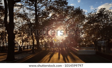 Trees silhouettes against sunset background