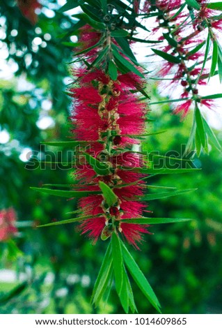 close up of a bottle brush flower with trees and leaves in the background