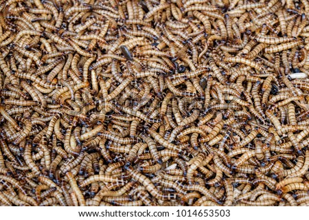 A group Of larva Royalty-Free Stock Photo #1014653503