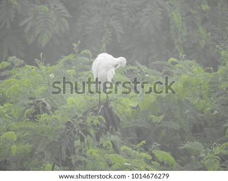 white bird in a fog day