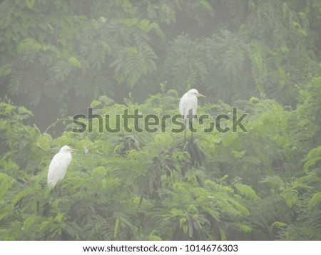 white bird in a fog day