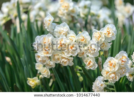 Spring background with white narcissus growing in the garden Royalty-Free Stock Photo #1014677440
