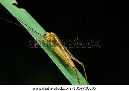 macro shot of a katiydid at night  photography