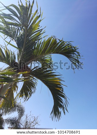 Green palm leaf has blue sky as the background.